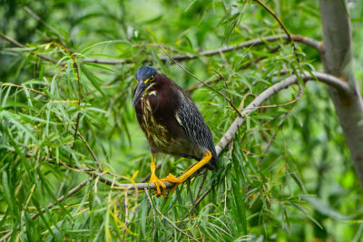 Estero Llano SP 7-11-14 0617-91.JPG