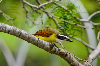 Estero Llano SP 7-11-14 0584-84.JPG