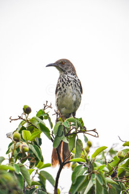 Bentsen SP 7-11-14 0326-37.JPG