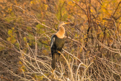 Freeport Marsh 1-17-15 0183-39.JPG