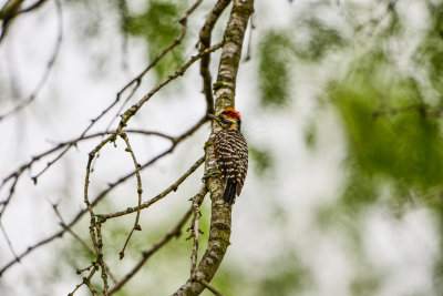 Bentsen SP 7-11-14 0341-41.JPG