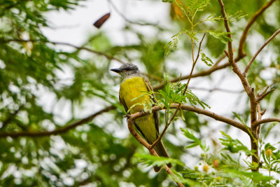 Bentsen SP 7-11-14 0561-79.JPG