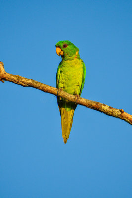 Green Parakeet