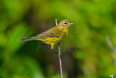 Pea Island NWR 7-23-14 0136-24.JPG