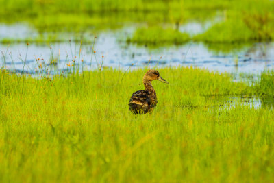 Pea Island NWR 7-23-14 0184-30.JPG