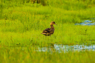 Pea Island NWR 7-23-14 0197-31.JPG