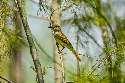 Laguna Atascosa NWR 7-12-14 1154-159.JPG