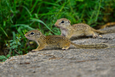 Mexican Ground Squirrel