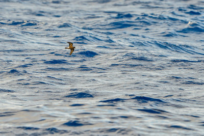 Cape Hateras Pelagic 7-25-14 0568-88.JPG