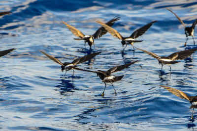 Cape Hateras Pelagic 7-25-14 0587-90.JPG