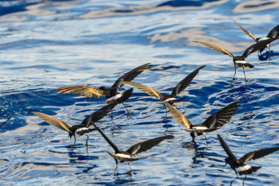 Cape Hateras Pelagic 7-25-14 0590-91.JPG