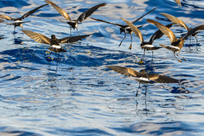 Cape Hateras Pelagic 7-25-14 0593-92.JPG