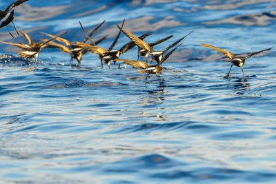 Cape Hateras Pelagic 7-25-14 0607-94.JPG