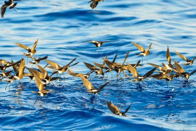 Cape Hateras Pelagic 7-25-14 0618-96.JPG