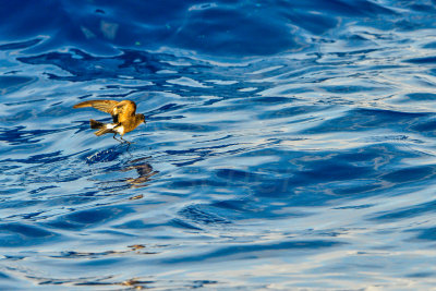 Cape Hateras Pelagic 7-25-14 0625-97.JPG