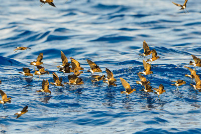Cape Hateras Pelagic 7-25-14 0630-98.JPG