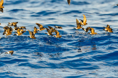 Cape Hateras Pelagic 7-25-14 0631-99.JPG