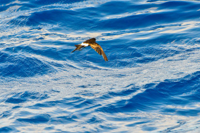 Cape Hateras Pelagic 7-25-14 0634-100.JPG