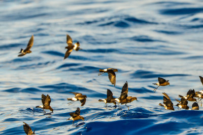 Cape Hateras Pelagic 7-25-14 0641-101.JPG