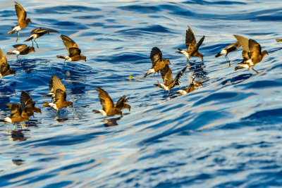 Cape Hateras Pelagic 7-25-14 0649-102.JPG