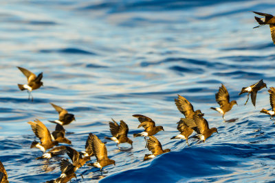 Cape Hateras Pelagic 7-25-14 0650-103.JPG