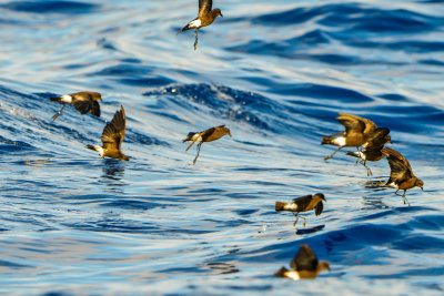 Cape Hateras Pelagic 7-25-14 0653-104.JPG