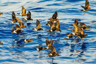 Cape Hateras Pelagic 7-25-14 0657-105.JPG