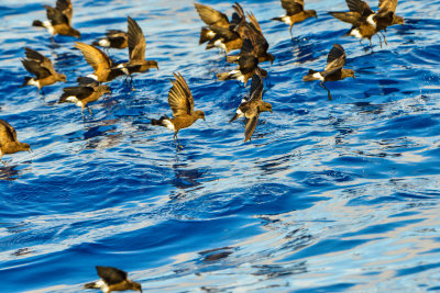 Cape Hateras Pelagic 7-25-14 0659-106.JPG