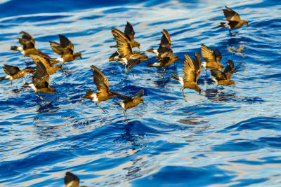 Cape Hateras Pelagic 7-25-14 0660-107.JPG