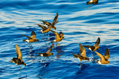 Cape Hateras Pelagic 7-25-14 0676-108.JPG