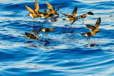 Cape Hateras Pelagic 7-25-14 0679-109.JPG