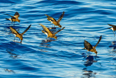 Cape Hateras Pelagic 7-25-14 0687-110.JPG