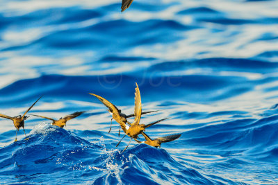 Cape Hateras Pelagic 7-25-14 0692-111.JPG
