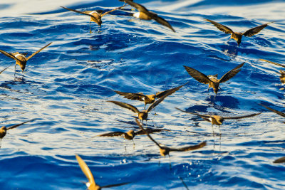 Cape Hateras Pelagic 7-25-14 0711-112.JPG