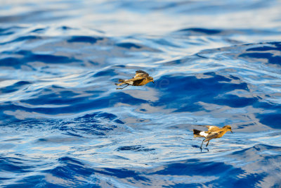 Cape Hateras Pelagic 7-25-14 0732-113.JPG