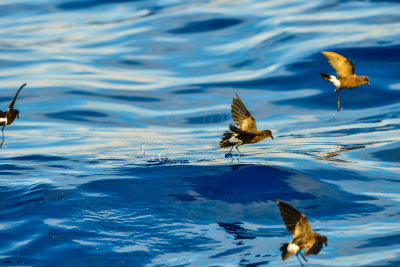 Cape Hateras Pelagic 7-25-14 0740-114.JPG