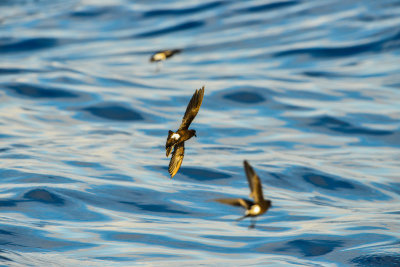 Cape Hateras Pelagic 7-25-14 0742-115.JPG