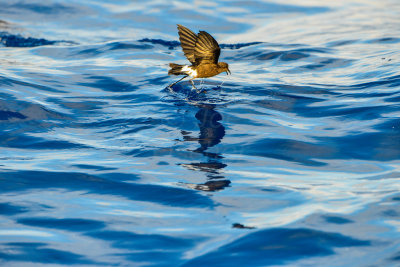 Cape Hateras Pelagic 7-25-14 0745-116.JPG