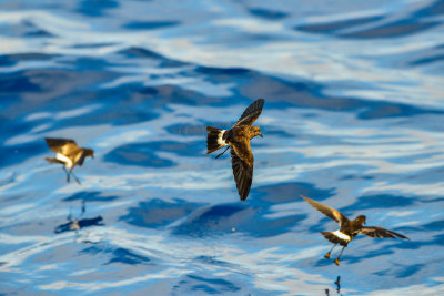Cape Hateras Pelagic 7-25-14 0747-117.JPG