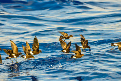 Cape Hateras Pelagic 7-25-14 0769-119.JPG