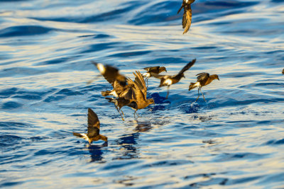 Cape Hateras Pelagic 7-25-14 0772-120.JPG
