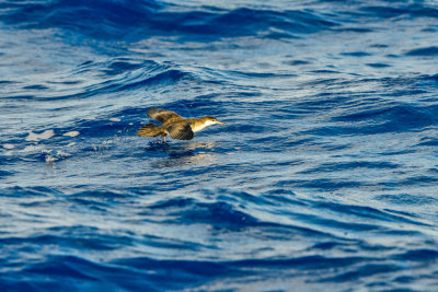 Cape Hateras Pelagic 7-25-14 0884-136.JPG