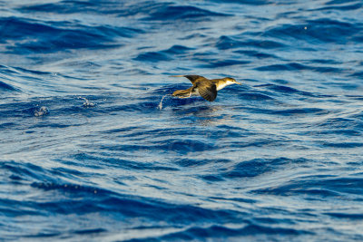 Cape Hateras Pelagic 7-25-14 0885-137.JPG