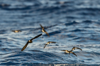 Cape Hateras Pelagic 7-25-14 0937-148.JPG
