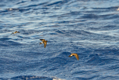 Cape Hateras Pelagic 7-25-14 0941-149.JPG