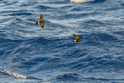 Cape Hateras Pelagic 7-25-14 0942-150.JPG