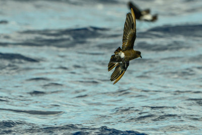 Cape Hateras Pelagic 7-25-14 1015-161.JPG