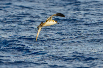 Cape Hateras Pelagic 7-25-14 0960-153.JPG