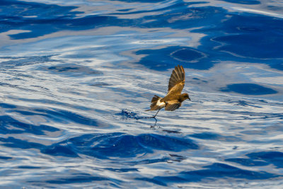 Cape Hateras Pelagic 7-25-14 1089-172.JPG