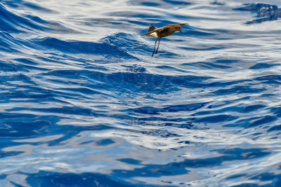 Cape Hateras Pelagic 7-25-14 1092-173.JPG